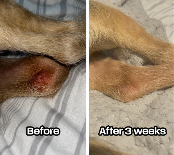 Abletu Stop Itching (dog Supplement) thumbnail 2